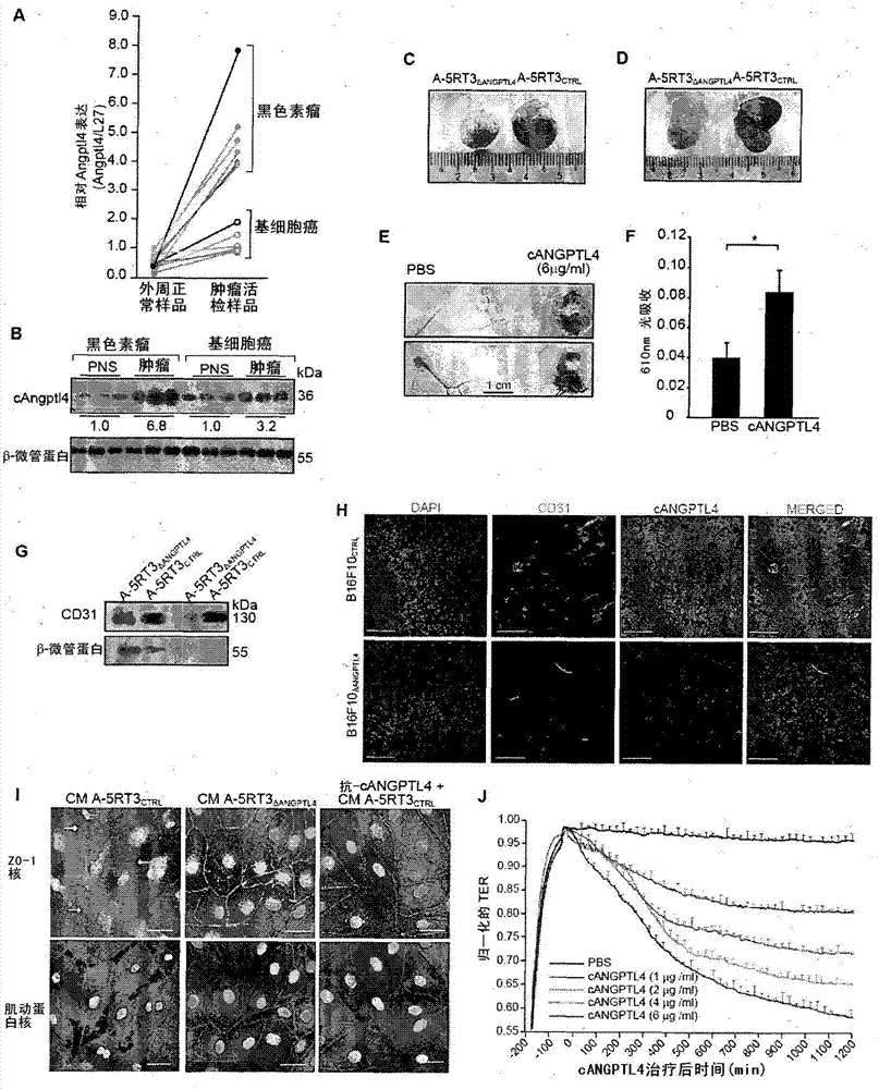 Angiopoietin-like 4 and its use in modulating cell leakiness