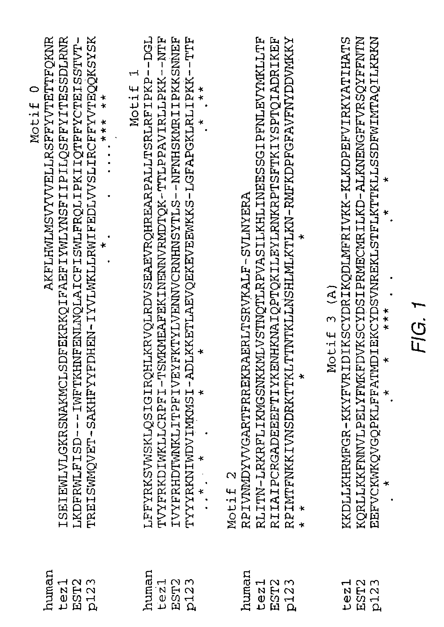 Regulatory segments of the human gene for telomerase reverse transcriptase