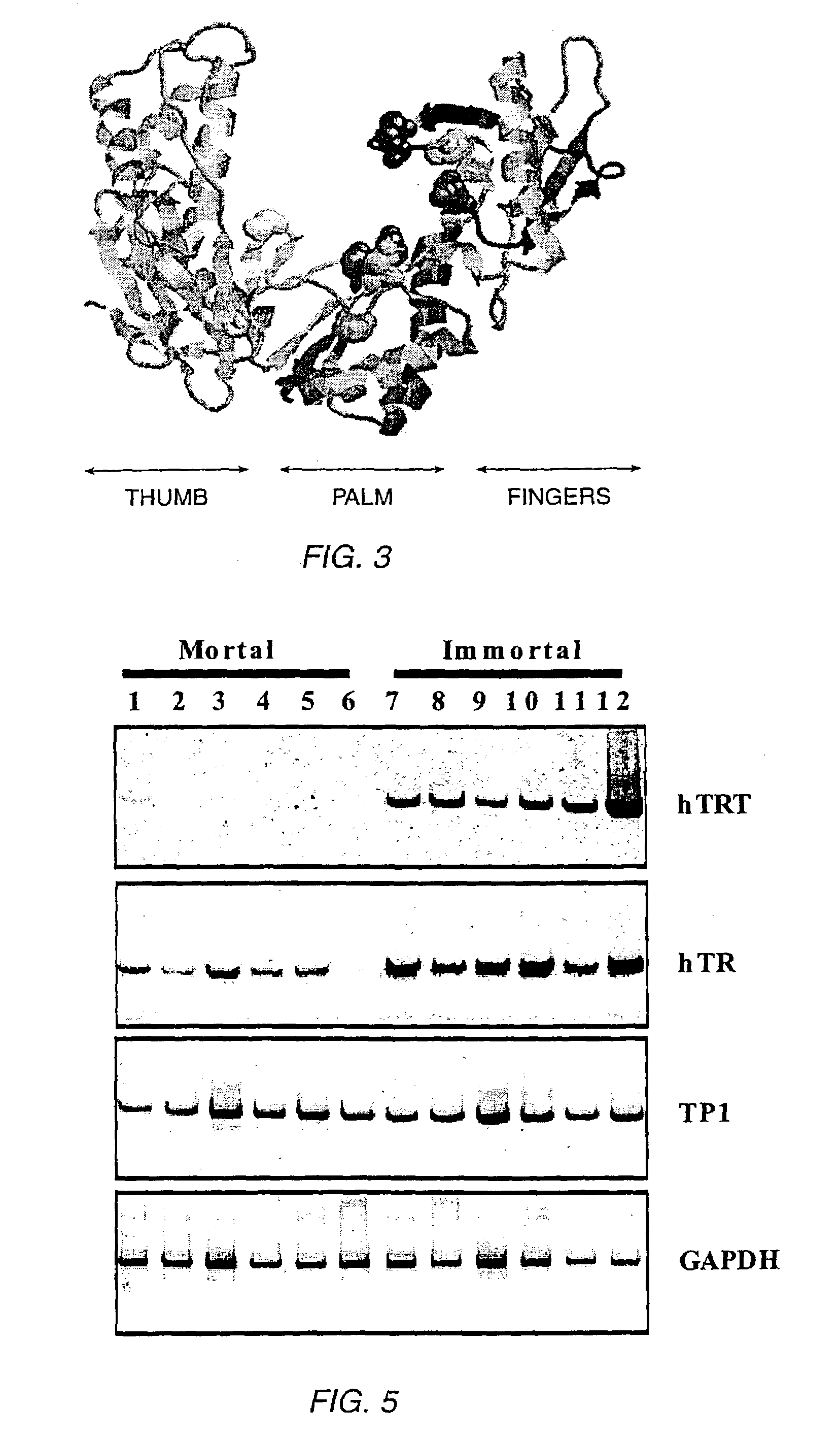 Regulatory segments of the human gene for telomerase reverse transcriptase