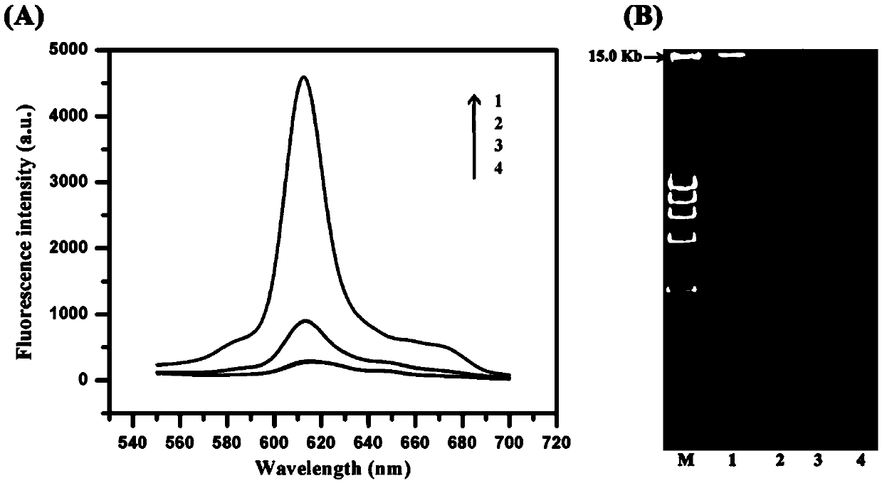 Method for parallel determination of activity of uracil-DNA glycosylase and endonuclease IV, application thereof and reagent kit