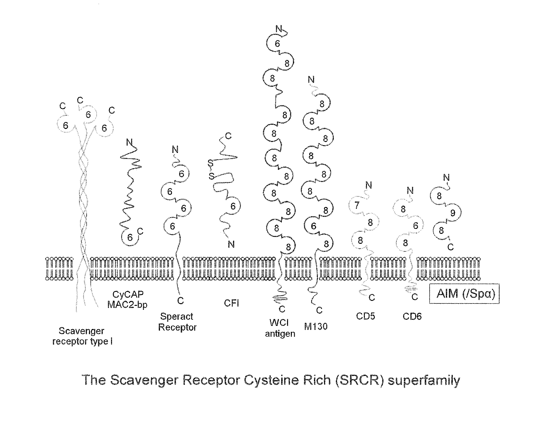 Pharmaceutical composition, food or drink, and methods related thereto