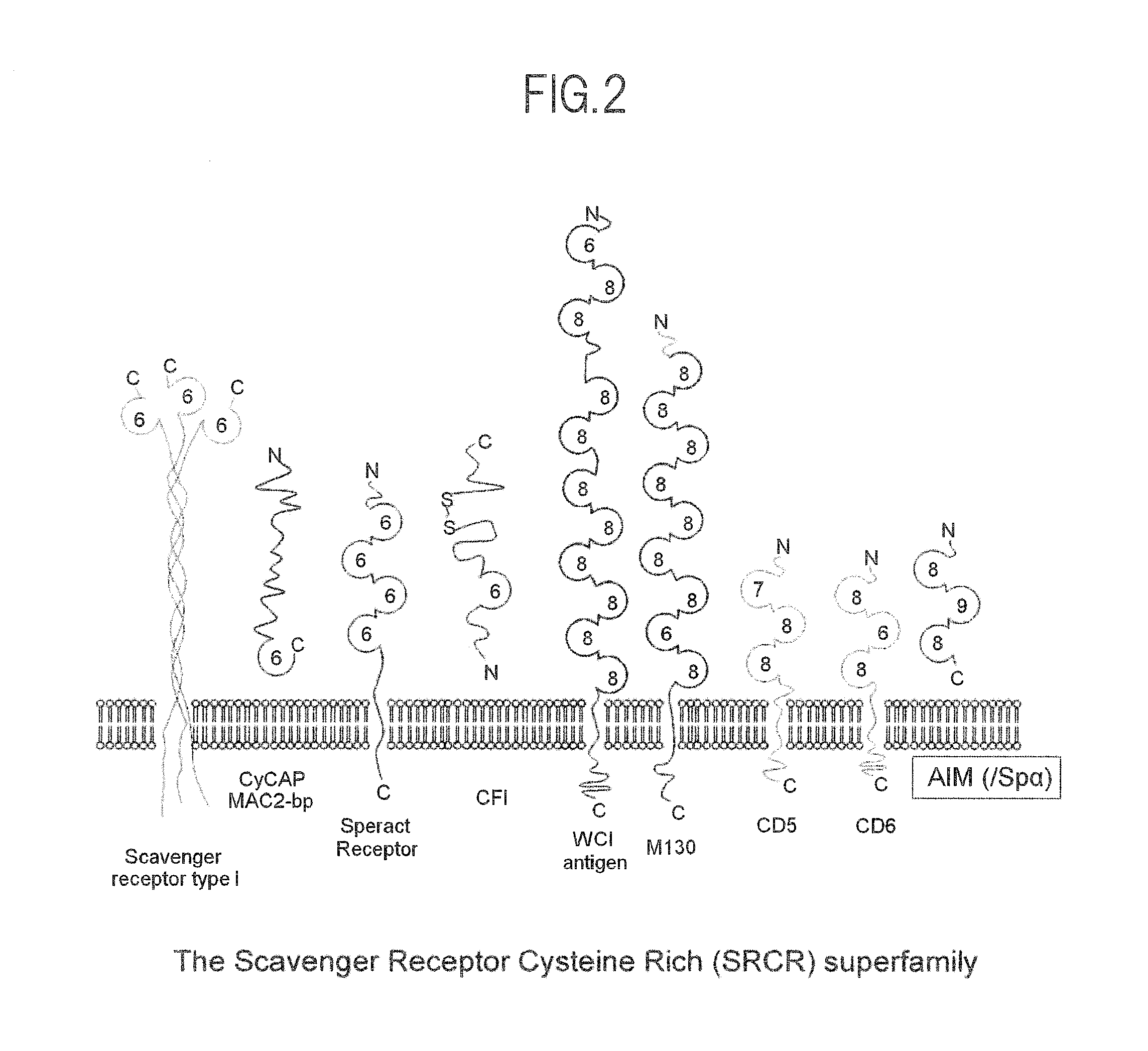 Pharmaceutical composition, food or drink, and methods related thereto