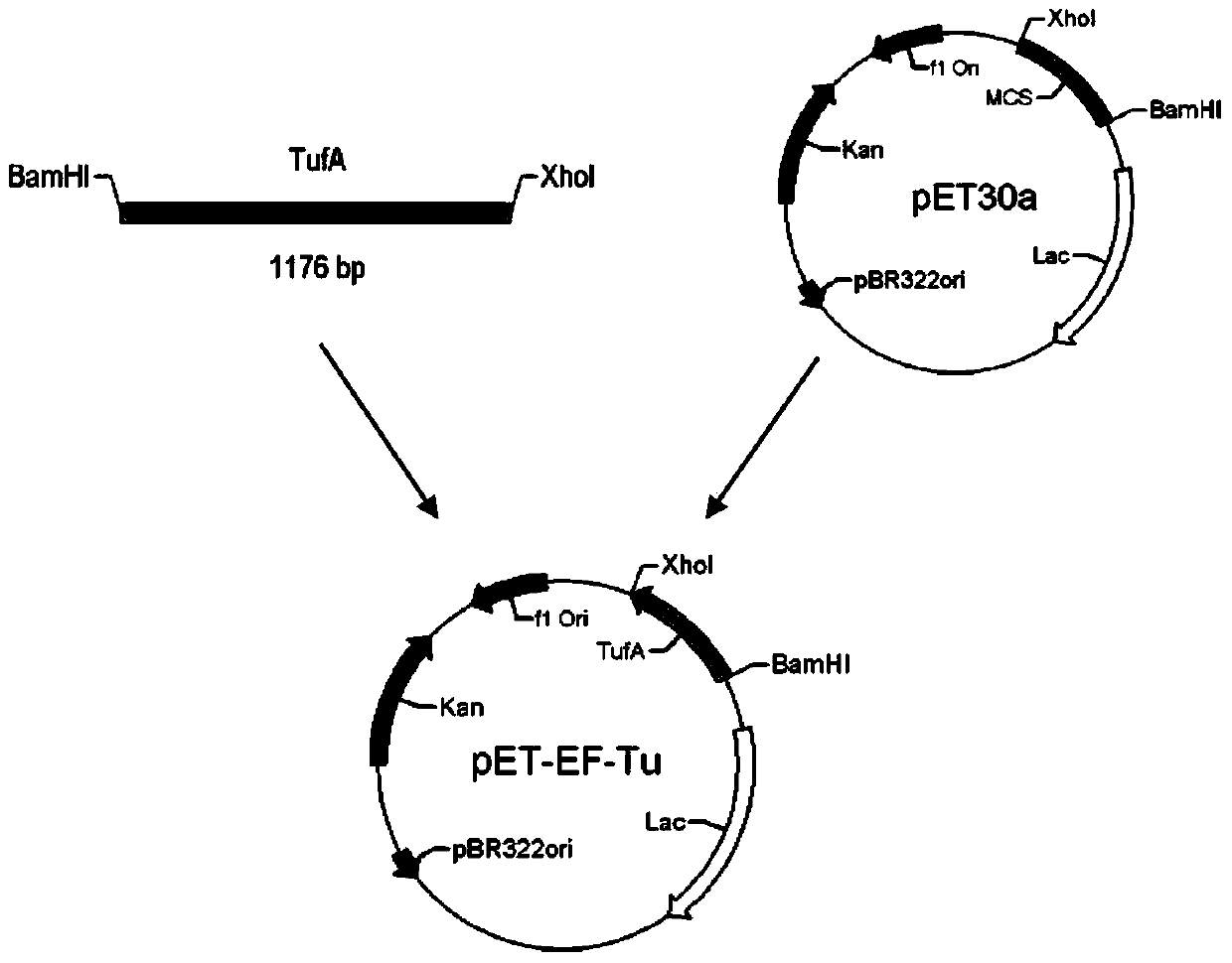 ef-tu protein monoclonal antibody mab of Brucella malta and its preparation method and application