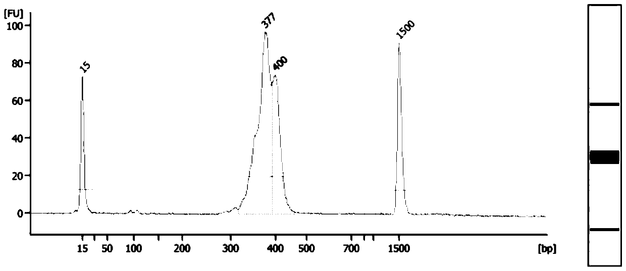 Primer combinations, methods and kits for constructing multiple hemophilia targeting libraries based on high-throughput sequencing