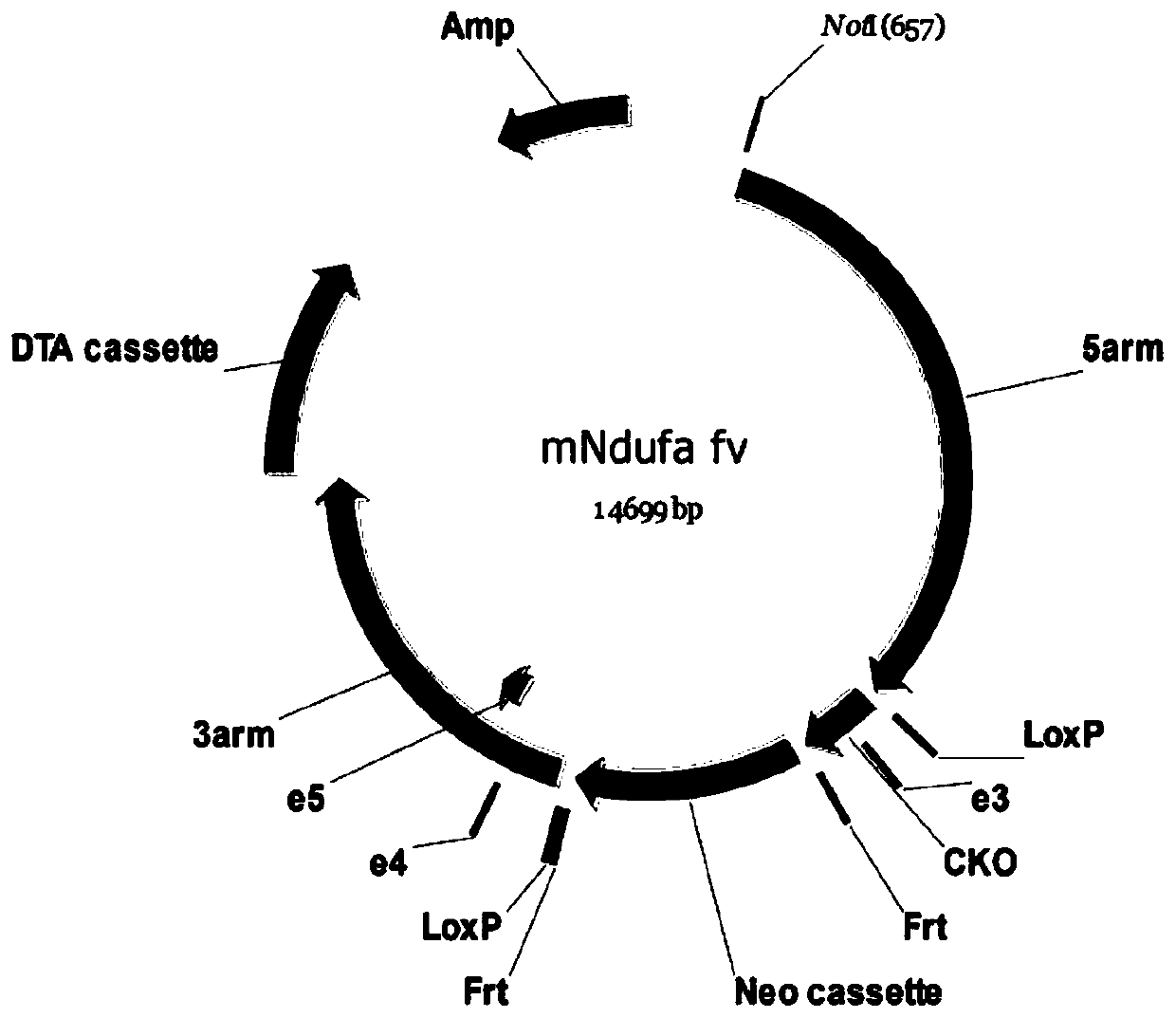 Application of NDUFA13 in preparation of spontaneous hepatitis-liver fibrosis animal model and preparation of drugs