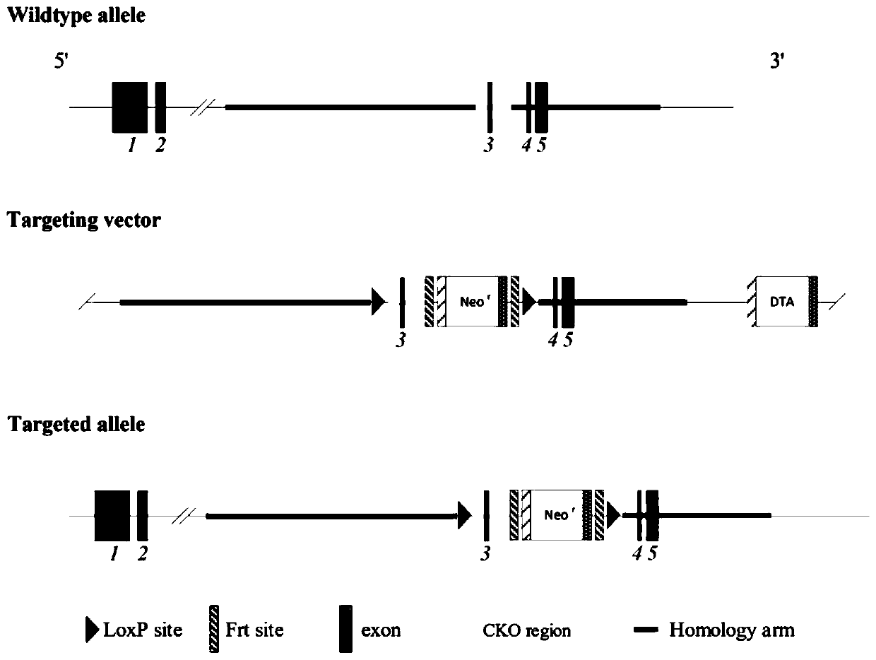 Application of NDUFA13 in preparation of spontaneous hepatitis-liver fibrosis animal model and preparation of drugs