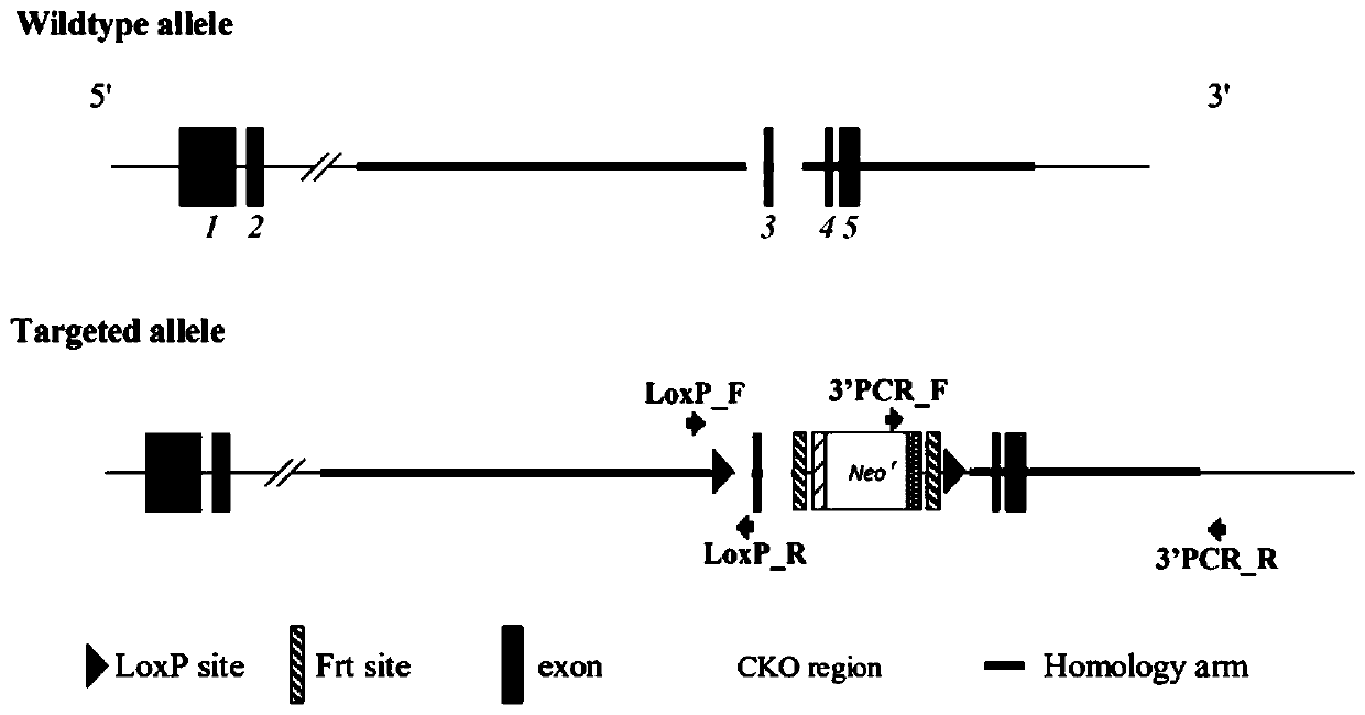 Application of NDUFA13 in preparation of spontaneous hepatitis-liver fibrosis animal model and preparation of drugs