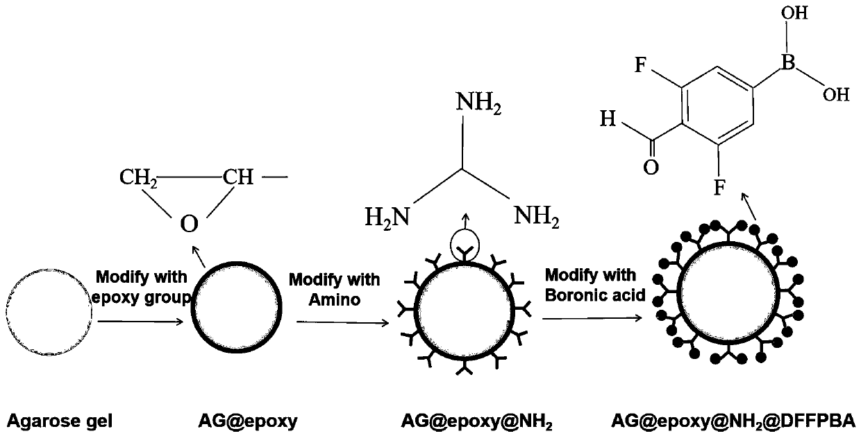 Preparation method of agarose boric acid affinity material suitable for fish tropomyosin purification