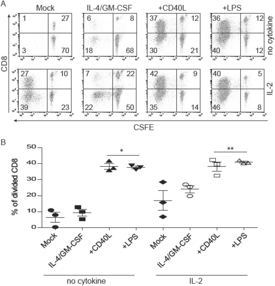 Anti-tumor T cell as well as preparation method and anti-tumor drug thereof