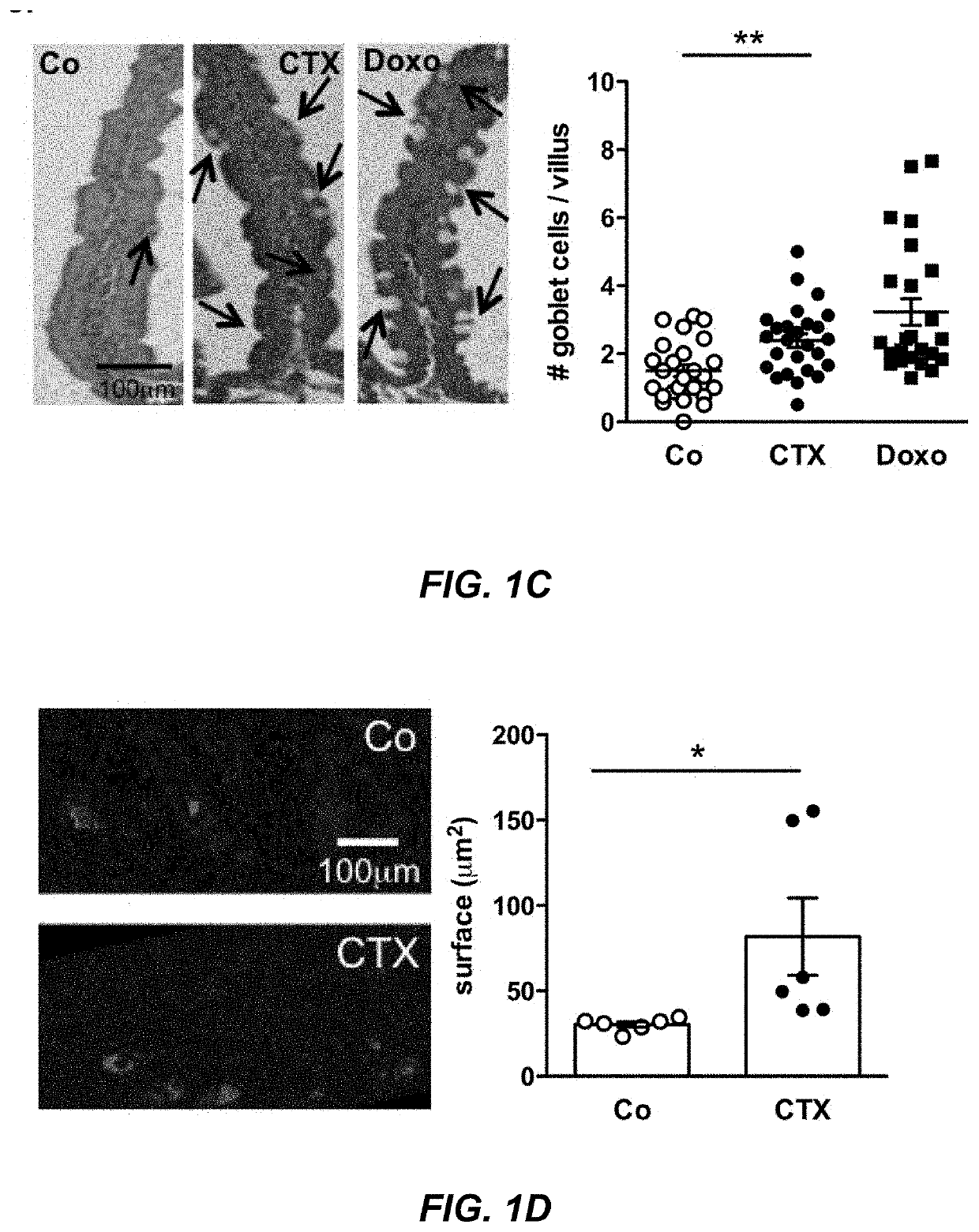 Microbiota composition, as a marker of responsiveness to chemotherapy, and use of microbial modulators (pre-, pro- or synbiotics) for improving the efficacy of a cancer treatment