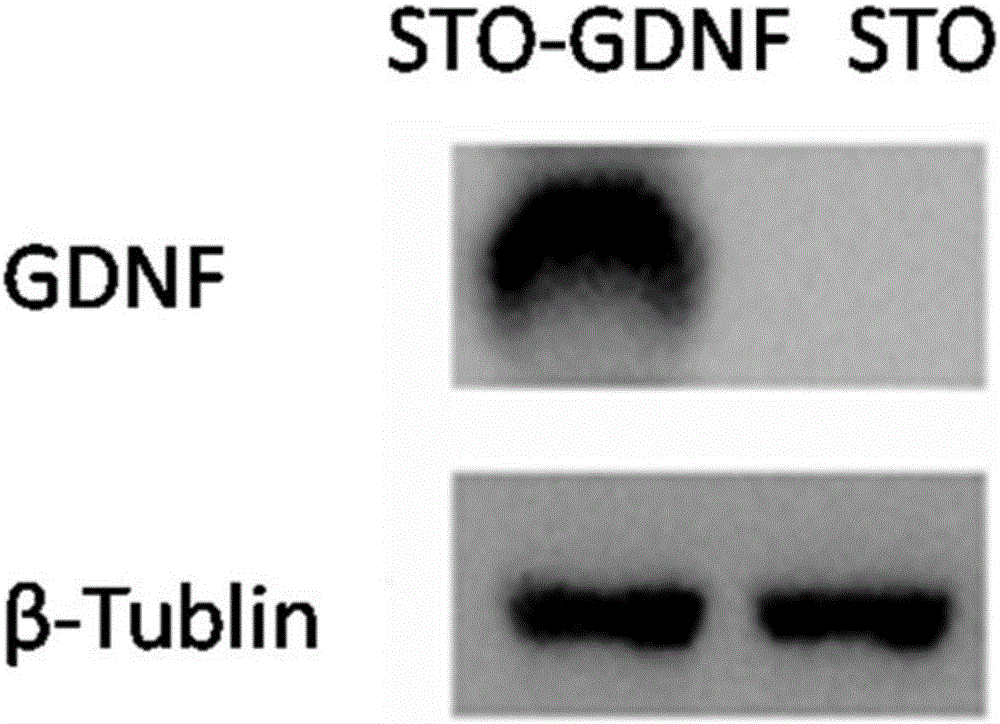 Spermatogonial stem cell culture system without adding recombinant growth factors