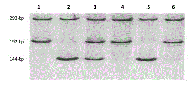 Molecular marker for rice gelatinization temperature control gene and application thereof