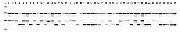 Molecular marker for rice gelatinization temperature control gene and application thereof