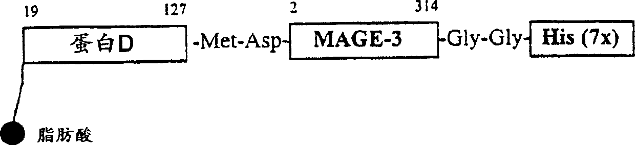 Tumor-associated antigen derivatives from MAGE family, and nucleic acid sequence encoding them