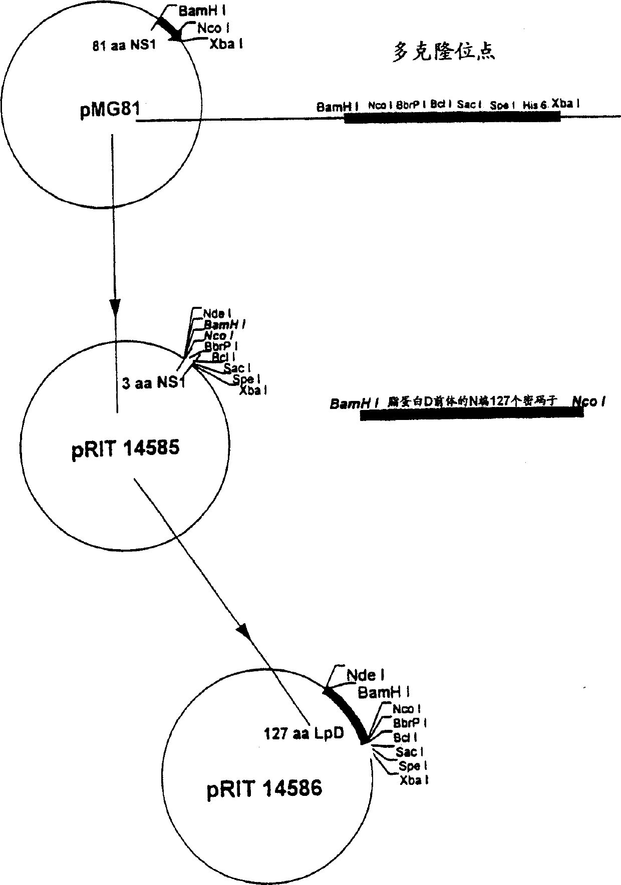 Tumor-associated antigen derivatives from MAGE family, and nucleic acid sequence encoding them