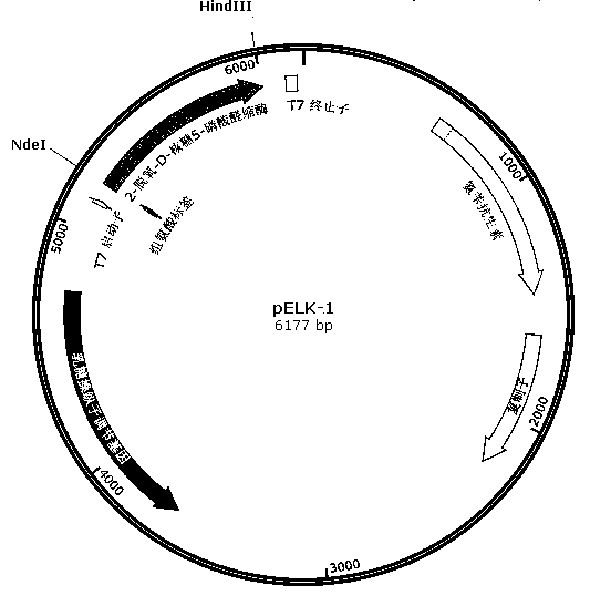 Biosynthesis method of 2-deoxy scarce aldose by using aldolase