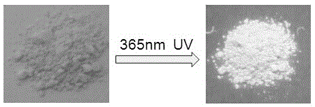 Preparation method of graphite-phase carbon nitride solid fluorescent powder and application thereof in light fingerprint extraction