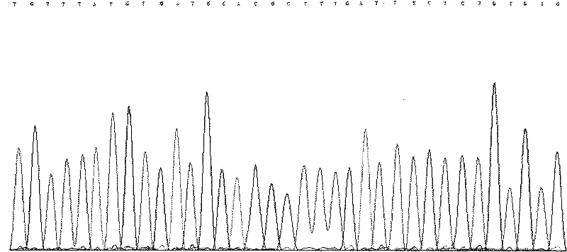 Method for detecting rs4846085 locus of hypertension susceptibility gene and detection kit thereof