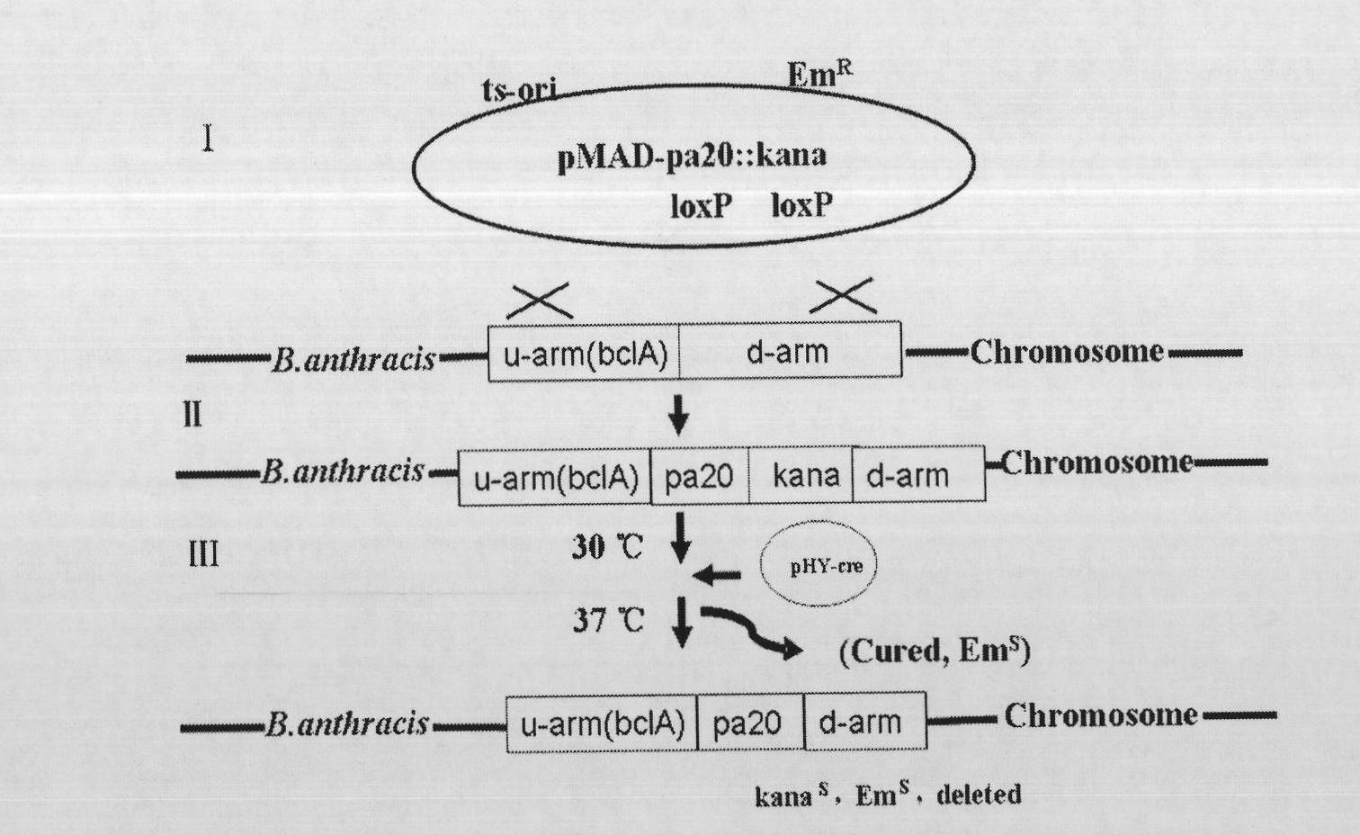 Bacillus anthracis capable of showing PA20 protein on surface of spore and application thereof