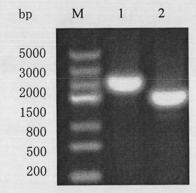 Bacillus anthracis capable of showing PA20 protein on surface of spore and application thereof