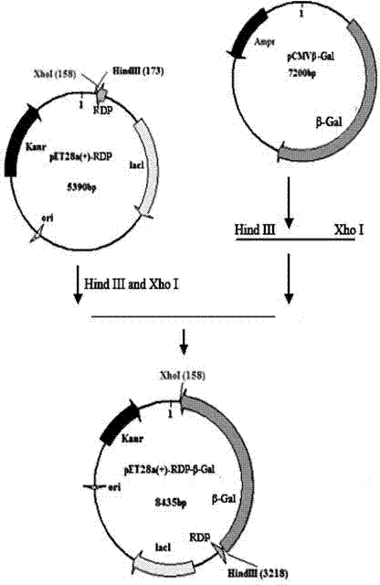 Rabies virus glycoprotein-derived peptide and application thereof