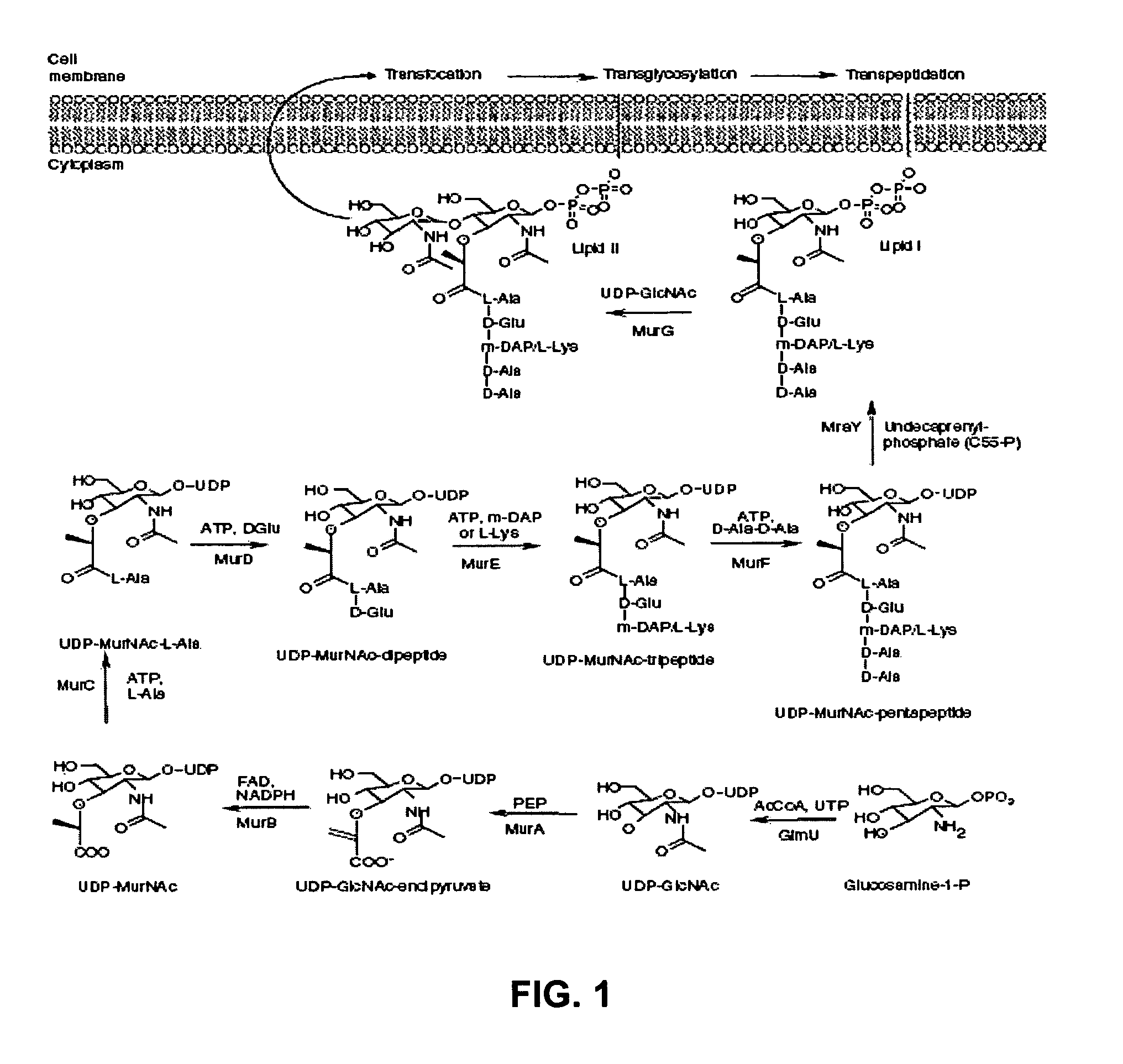 Identification and application of antibiotic synergy