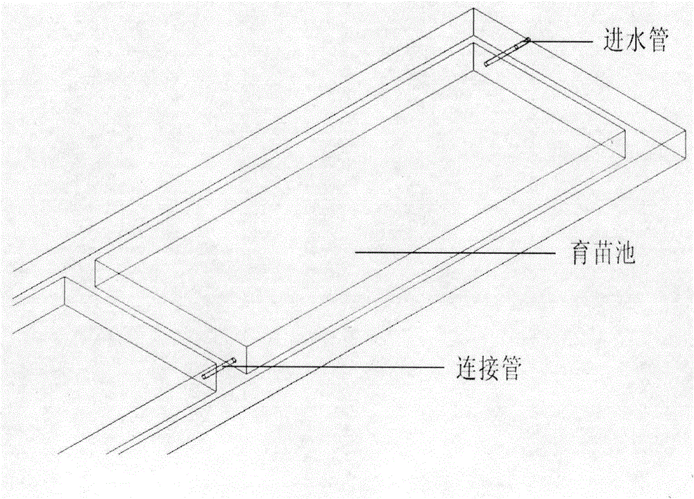 Carya illinoensis container seedling water content management method