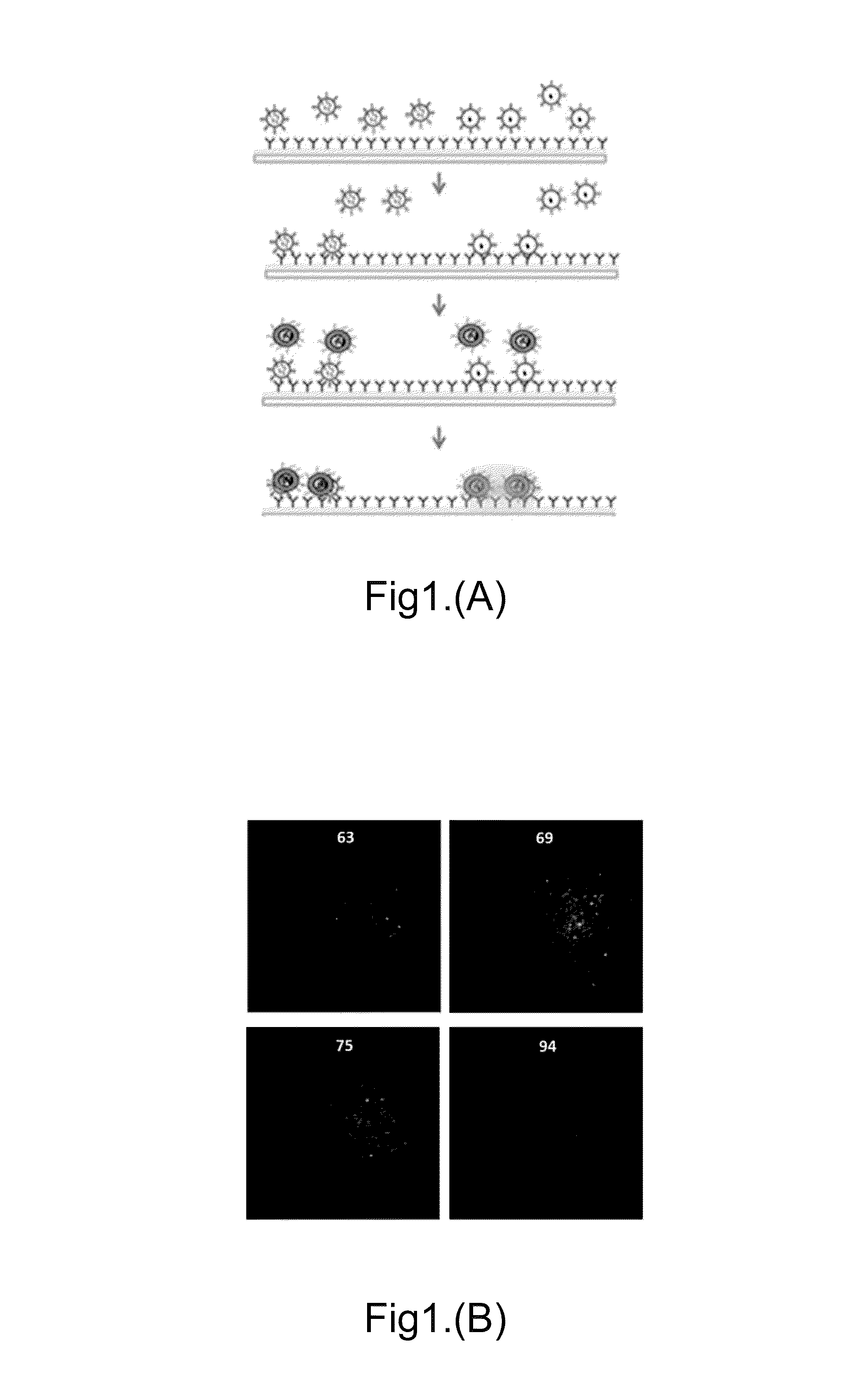 ImmunoLipoplex Nanoparticle Biochip Containing Molecular Probes for Capture and Characterization of Extracellular Vesicles