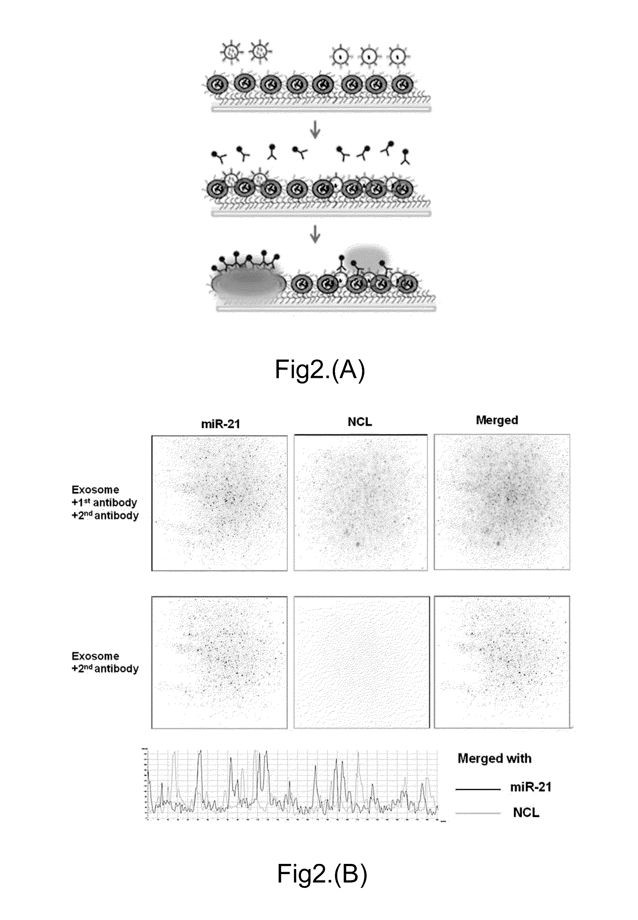 ImmunoLipoplex Nanoparticle Biochip Containing Molecular Probes for Capture and Characterization of Extracellular Vesicles