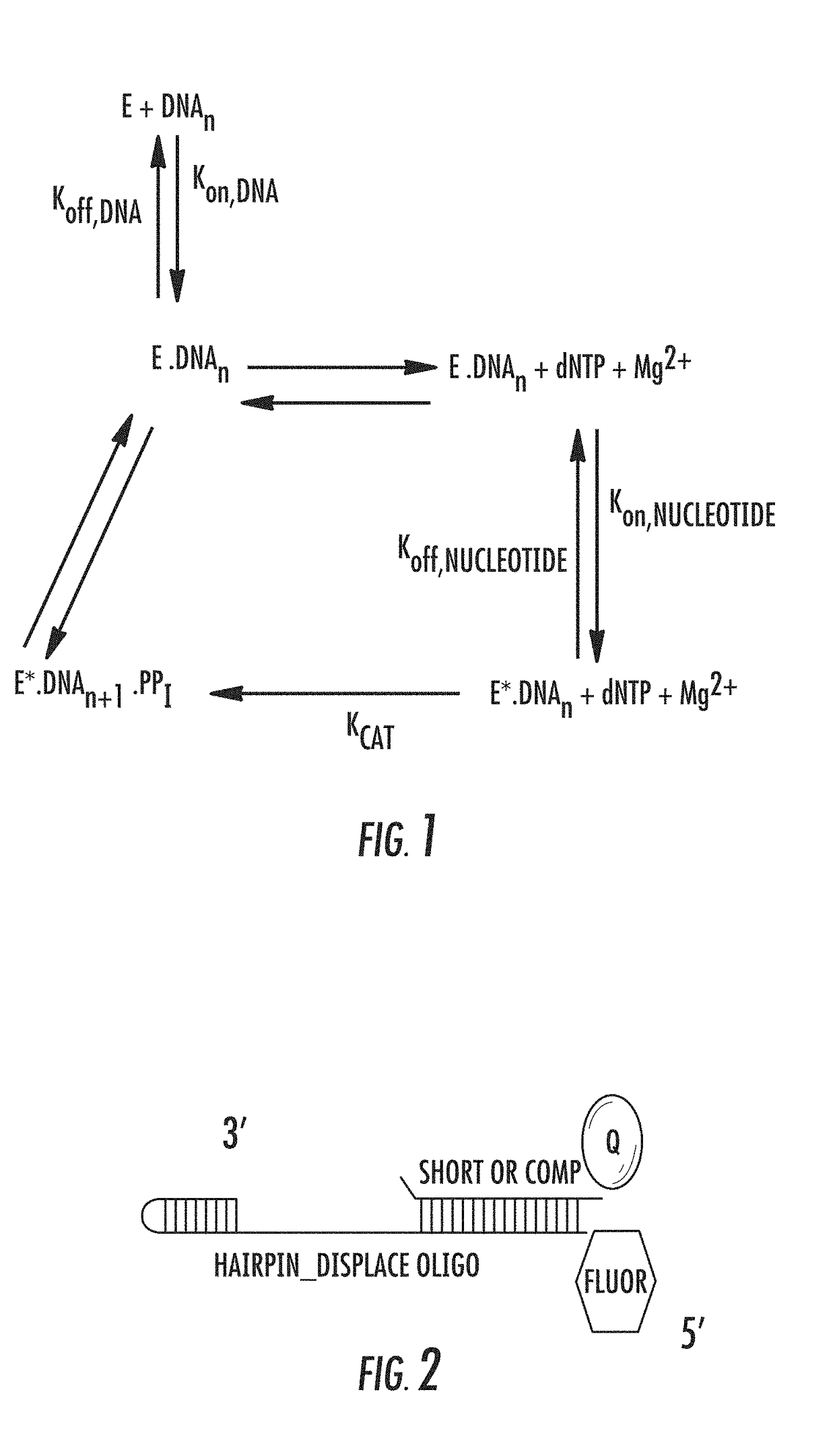 Polymerase-template complexes