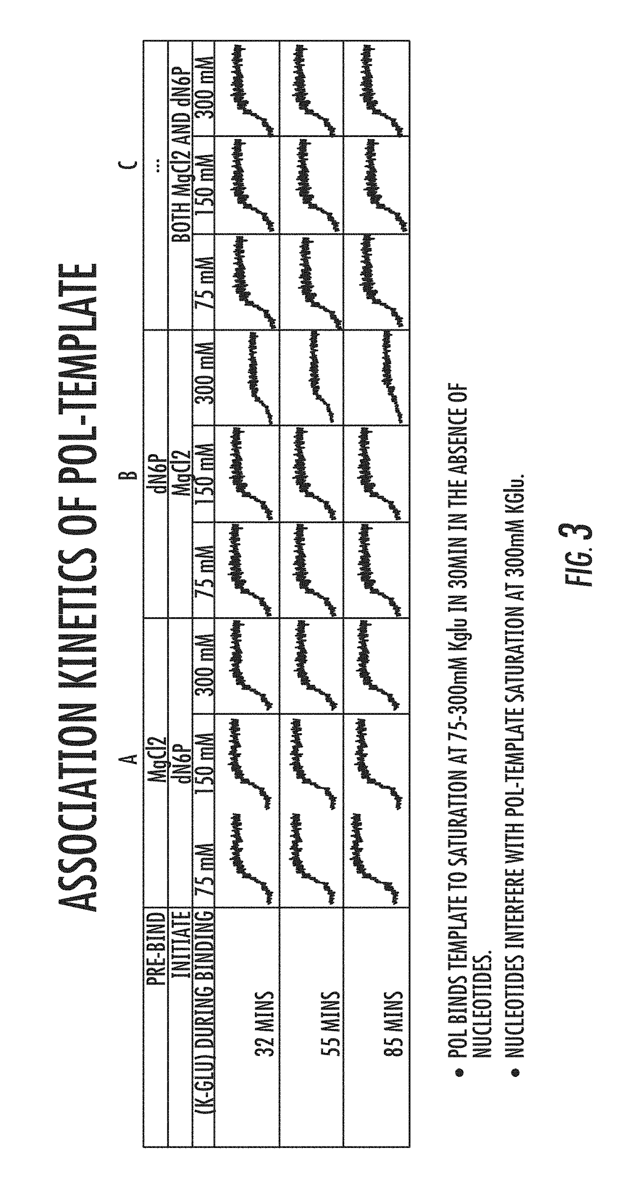 Polymerase-template complexes