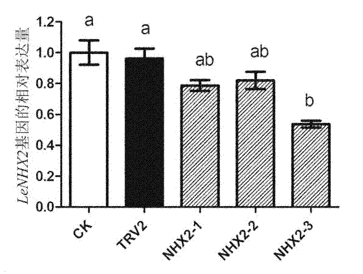 Method for identifying salt resisting function of gene