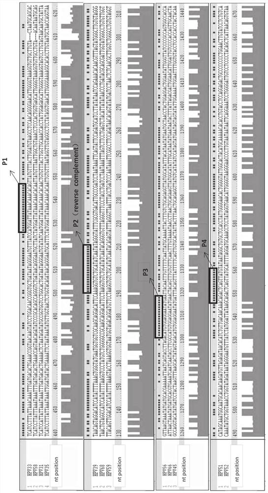 Compositions and methods for detecting human papillomavirus