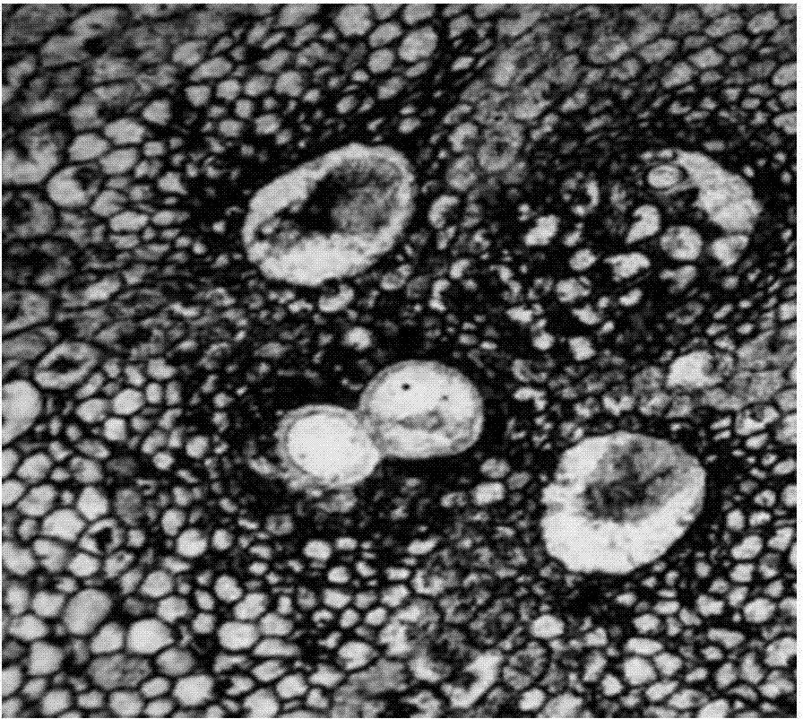 Improved method for locating endogenous hormone IAA in bamboo plant tissue