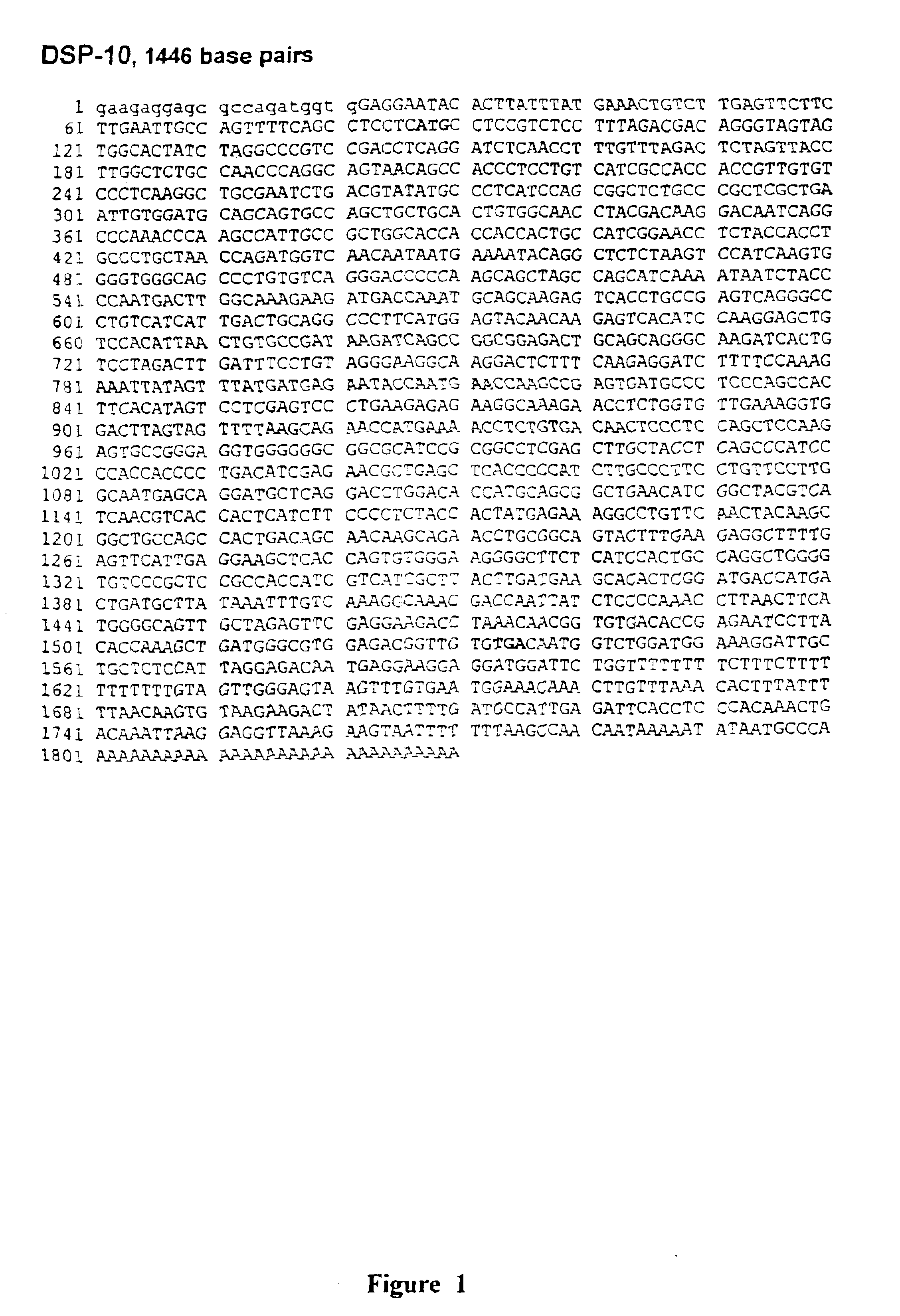 DSP-10 dual-specificity phosphatase