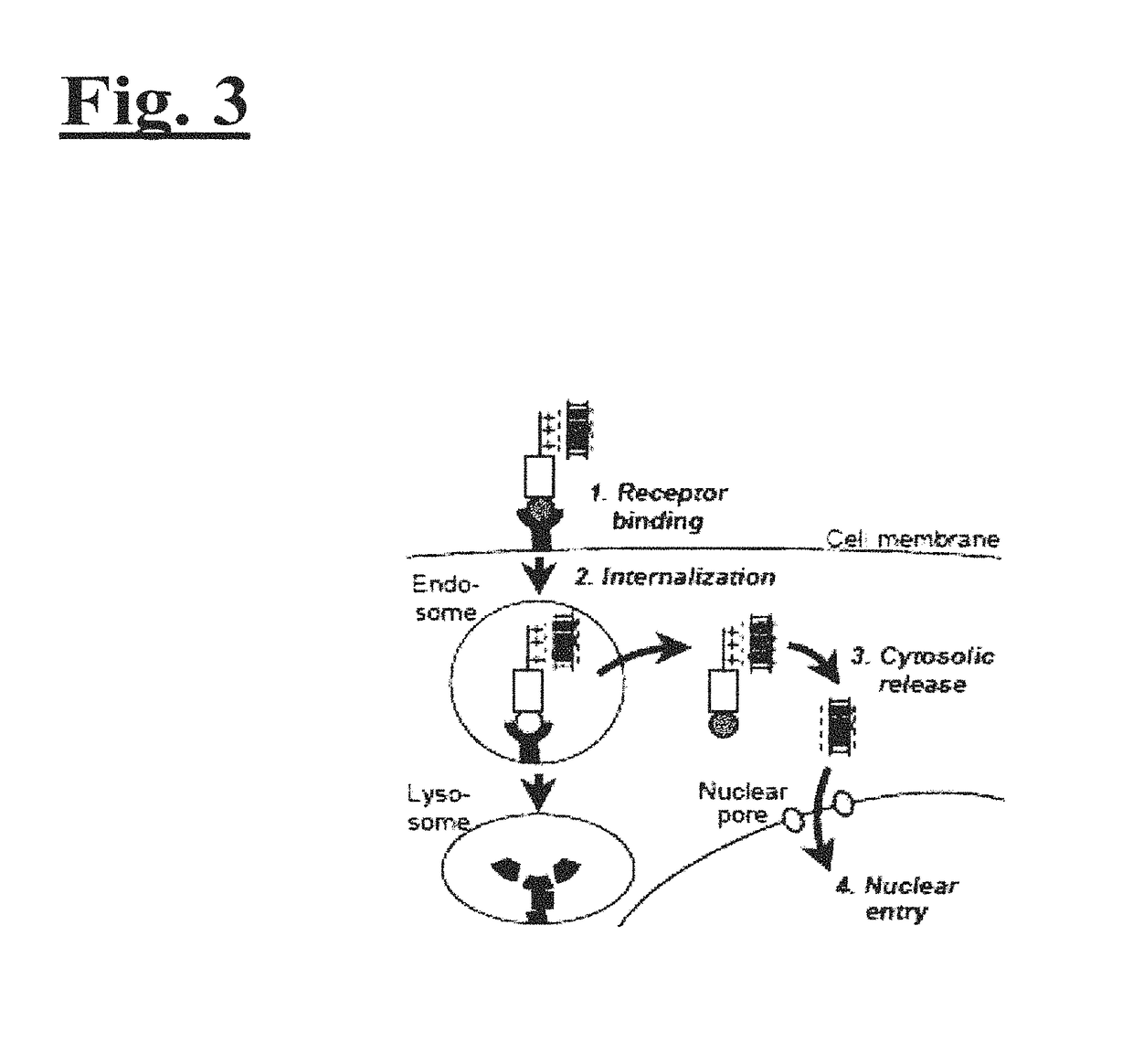 Targeting trastuzumab-resistant HER2+ breast cancer with a HER3-targeting nanoparticle