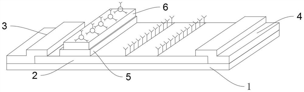 Hook effect-free immunochromatography test strip and preparation method thereof