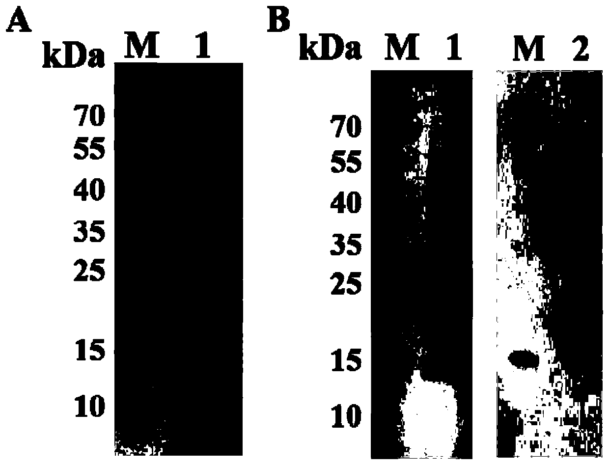 Indirect ELISA detection method for detecting porcine epidemic diarrhea virus antibody and kit thereof