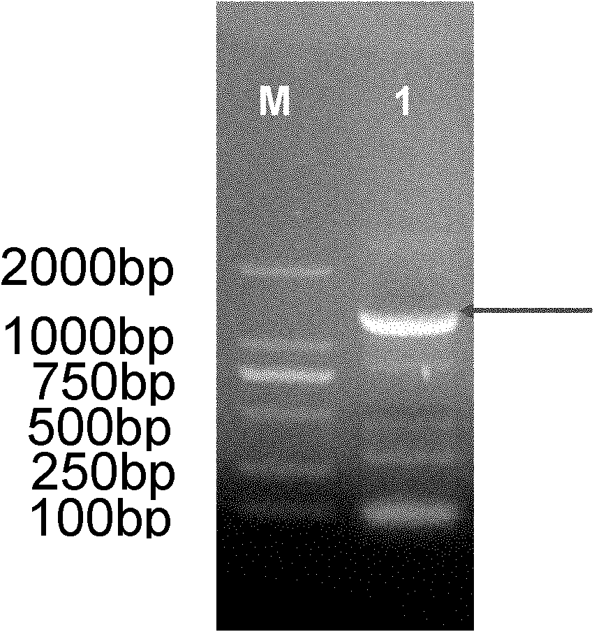 Trichoderma viride alkali protease as well as eukaryotic expression method and application thereof