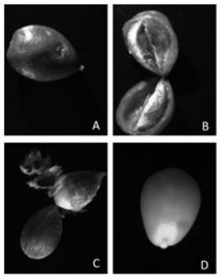 A kind of induction method of Thyme thyme callus