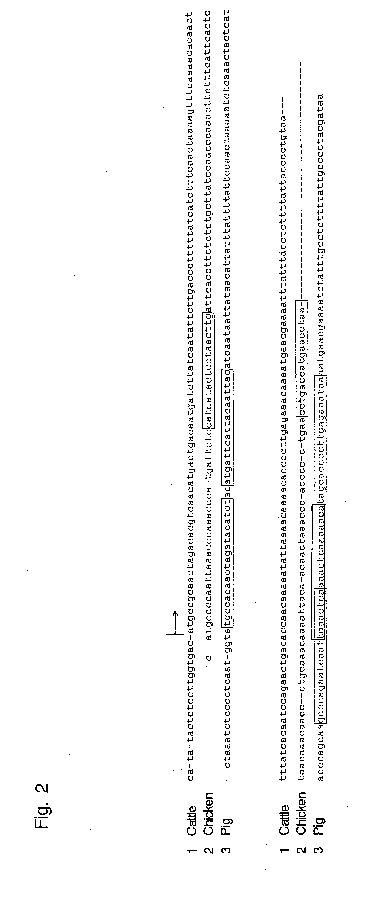 Oligonucleotide sequences that identify species of animal