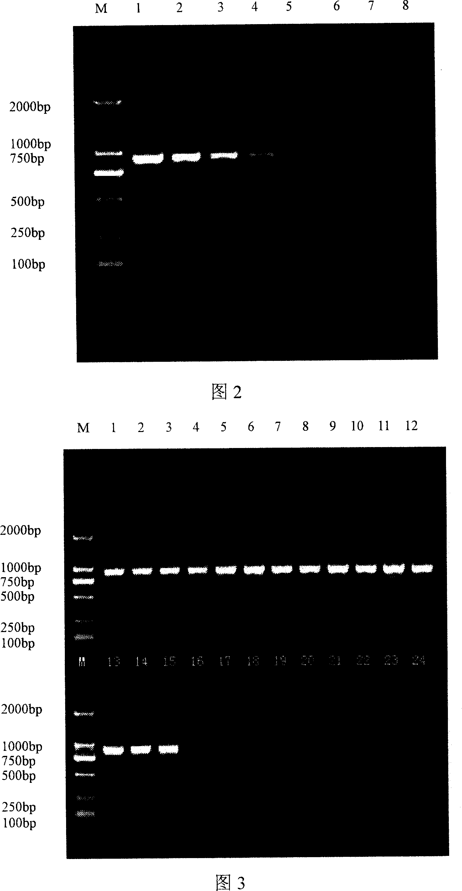 Detection primer for banana wilt germina number-four biological strain and method for detecting same