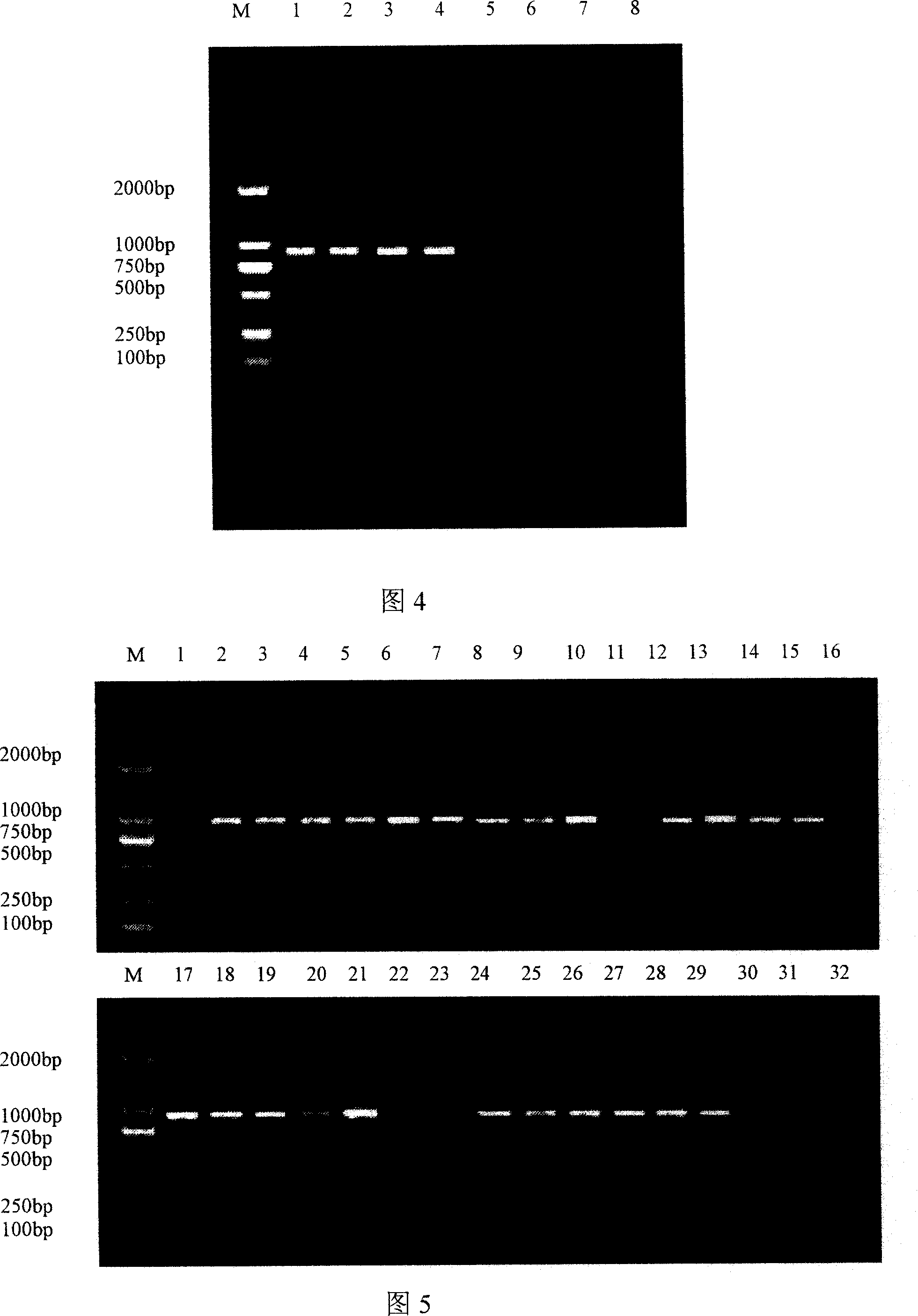 Detection primer for banana wilt germina number-four biological strain and method for detecting same