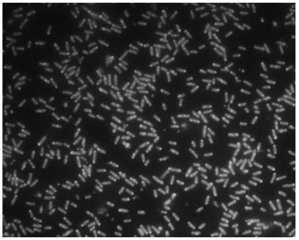 Escherichia coli O157:H7 direct type immunofluorescence chromatography test paper