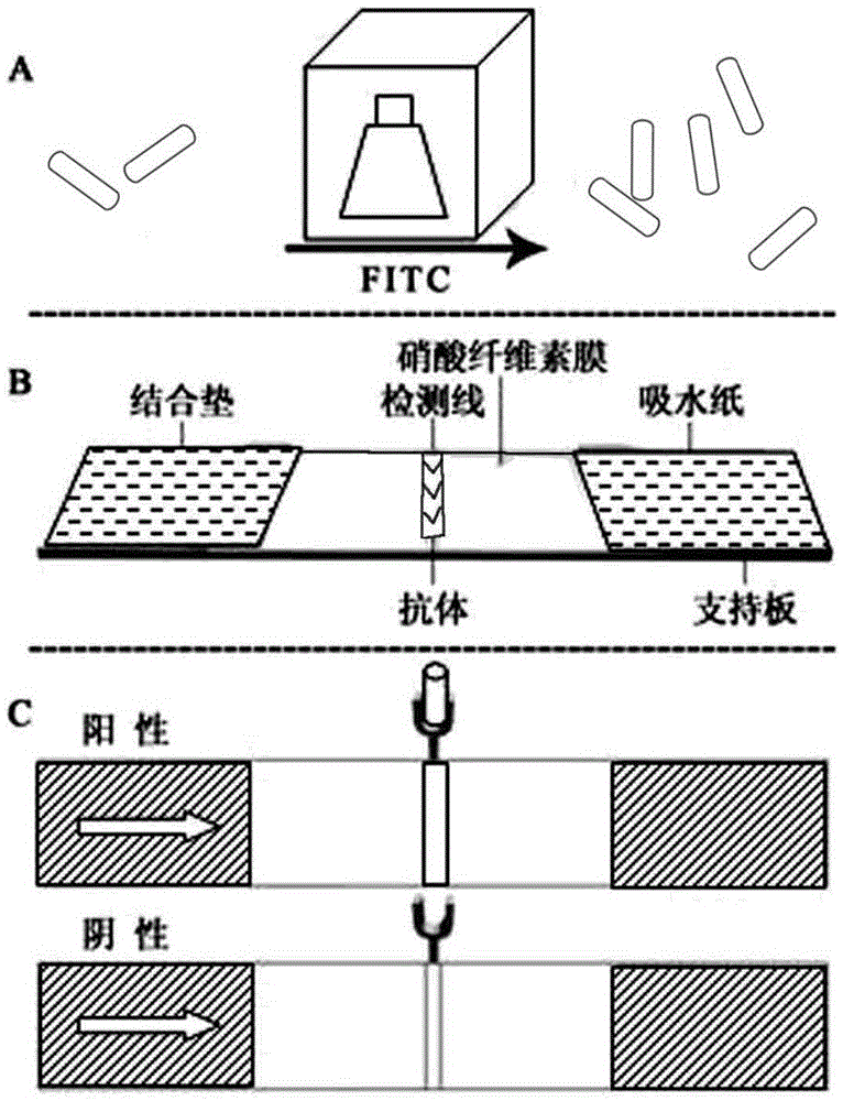 Escherichia coli O157:H7 direct type immunofluorescence chromatography test paper