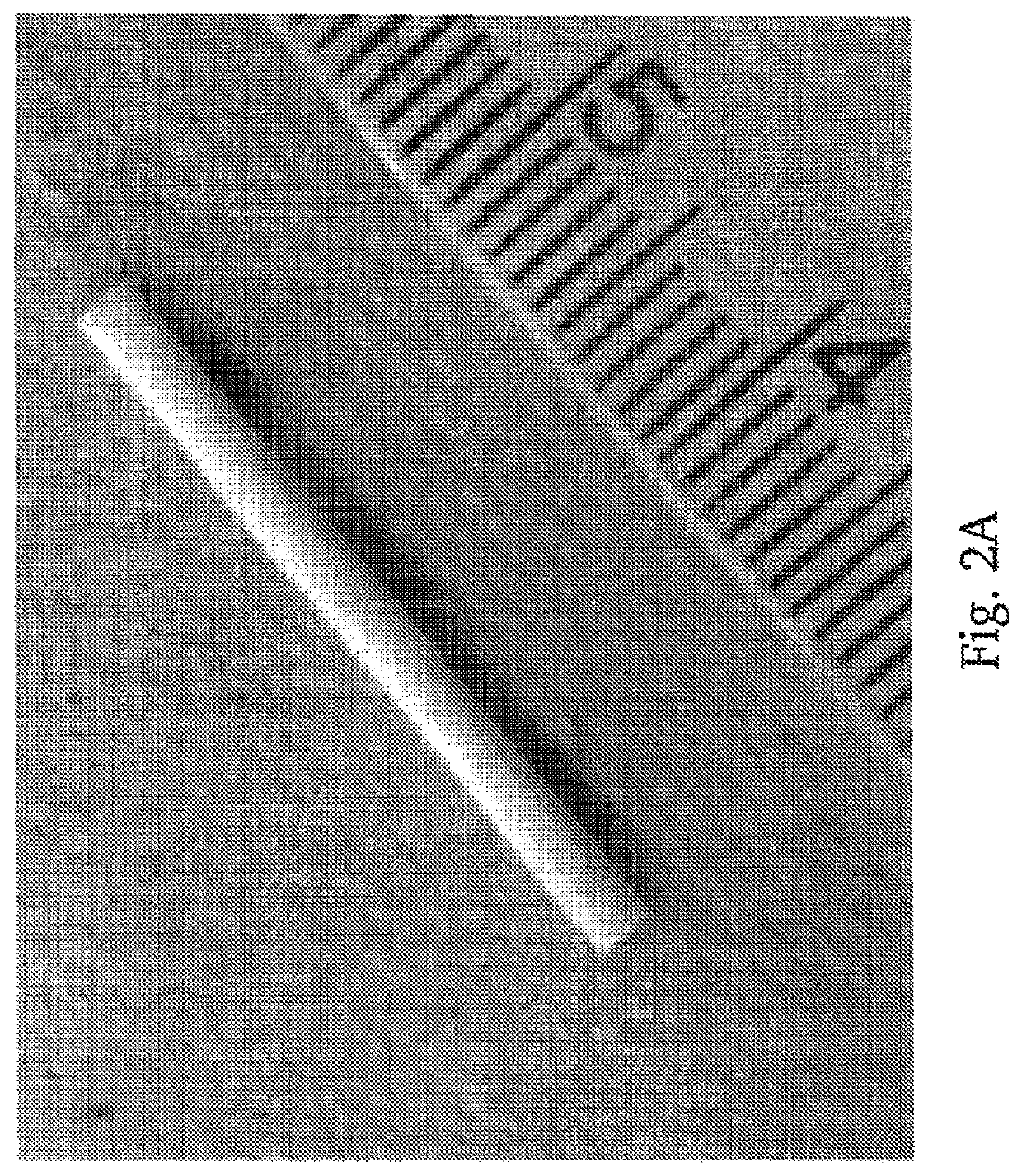 Resorbable, amino acid-based poly(ester urea)s scaffold for vascular graft tissue engineering