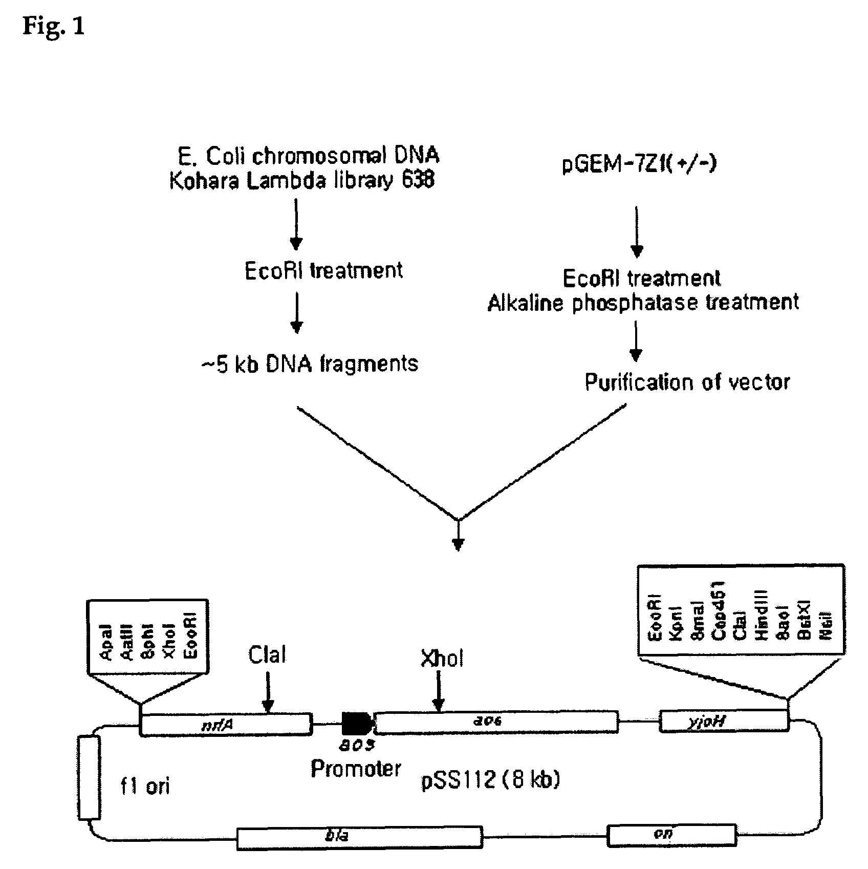 Method of protein synthesis