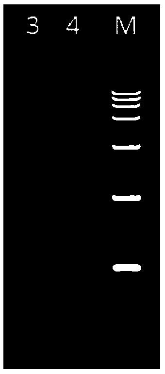 Extracting method of polysaccharide and polyphenol plant genomes