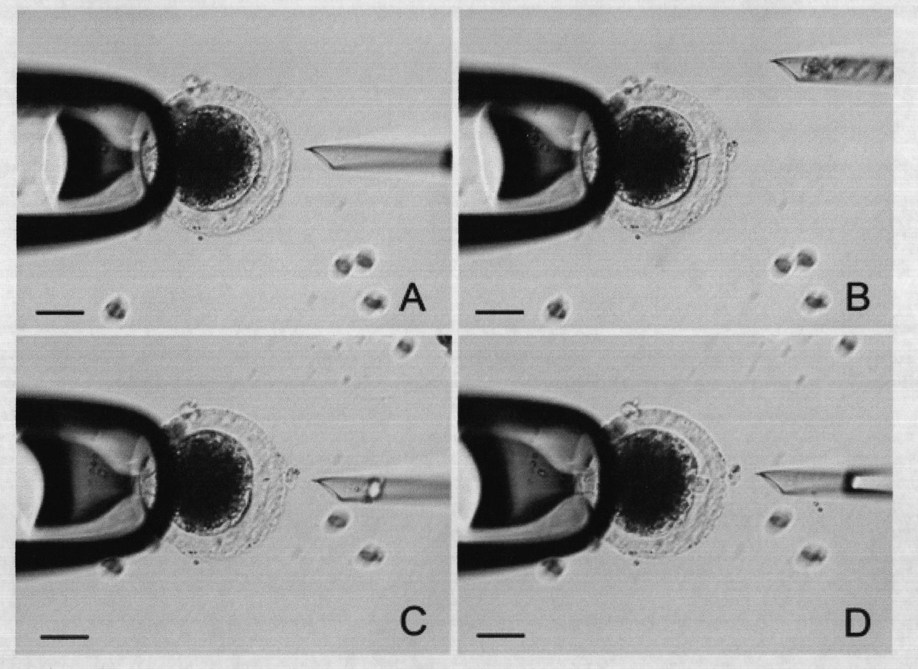 Method for improving pig nucleus transplantation efficiency