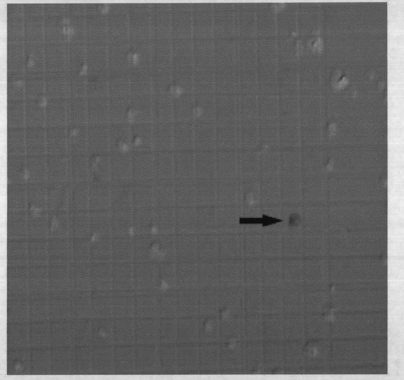 Method for improving pig nucleus transplantation efficiency